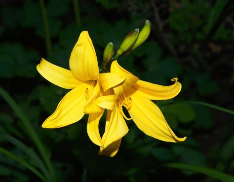 노란 백합 꽃말